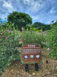 무궁화 보기 힘든 요즘 가볼만한 곳🩷