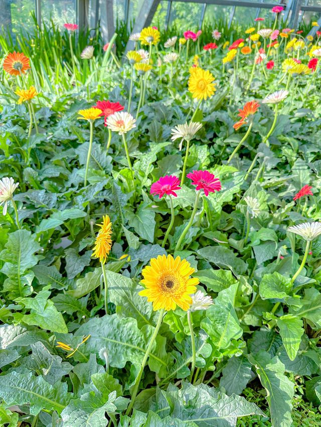 빈원더스 나트랑 꿀팁 : 식물원에서 쉬어가기🌺🌬️