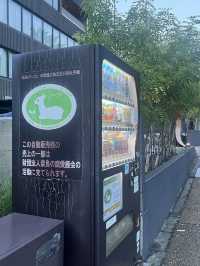 예쁜 사슴들을 원없이 볼수 있는 공원 : 나라사슴공원
