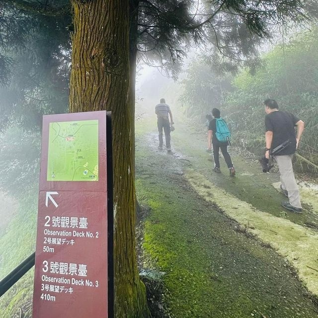 阿里山 隙頂象山 茶林步道