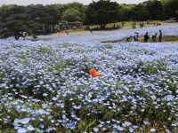關東整片藍海~常陸海濱公園粉蝶花
