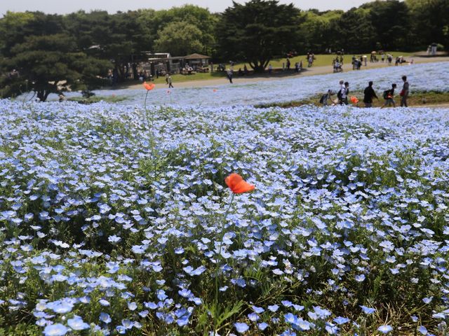 關東整片藍海~常陸海濱公園粉蝶花