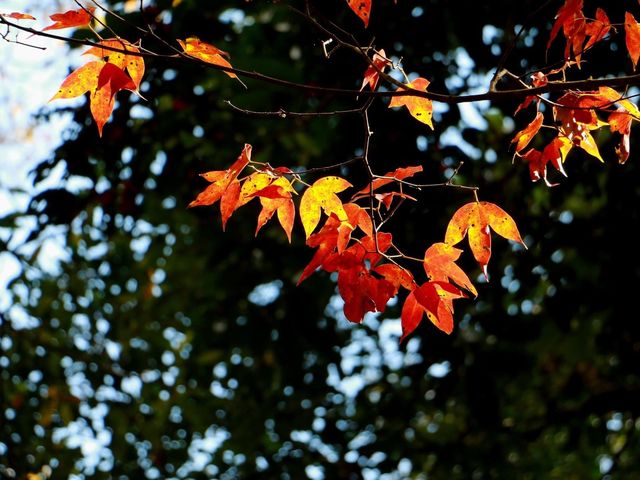 โรงเรียนการเมืองการทหาร 🍁🍁🍁