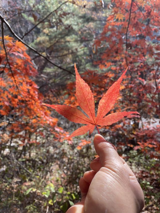 [경기도] 포천 억새밭이 가득한 명성산🏔️