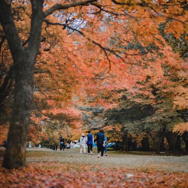男鹿國定公園 🍁🌲迷人秋色🍂🏞️