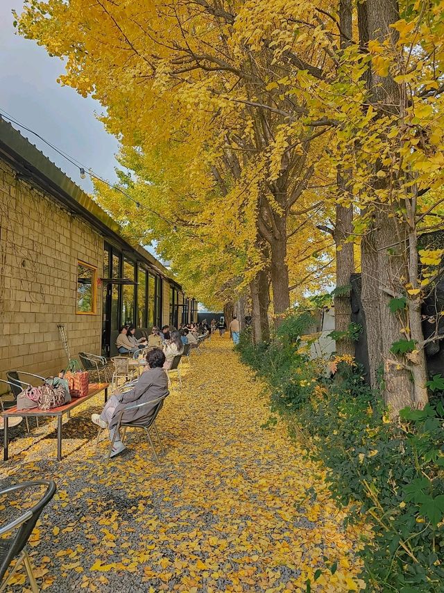 가을이 오면 무조건 가야하는 카페 고양 옐로커피