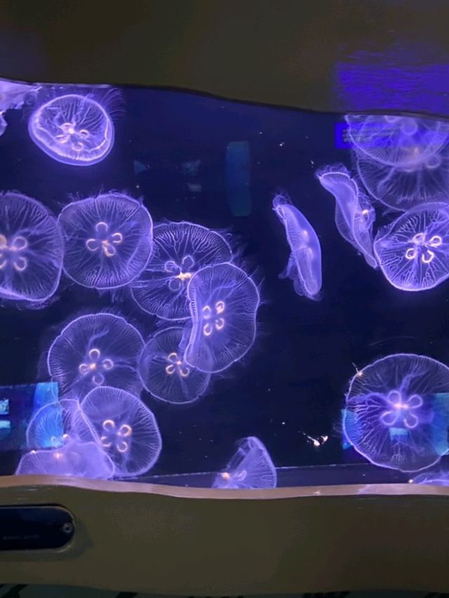 Welcome to Ocean Park Hong Kong! 