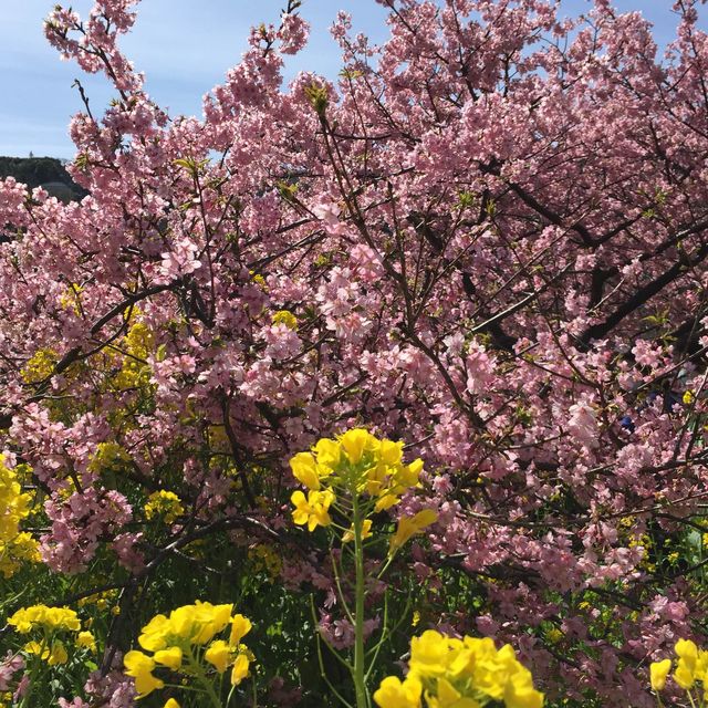 【静岡】2月に楽しむ伊豆河津桜と２つの祭り