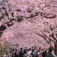 Kawazu Sakura 🌸