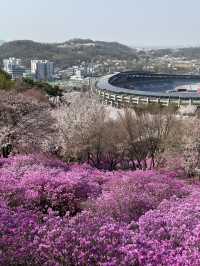 보랏빛으로 물든 부천 진달래 동산