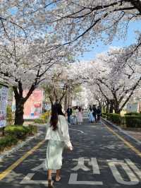 정독도서관 벚꽃 스팟🌸🌸🌸