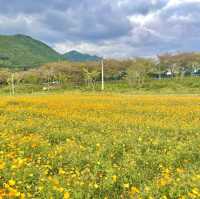 양산 인생샷 명소 황산공원 너무 예뻐 ♥ 꽃 천국!