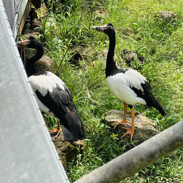 Bird Paradise Mandai🦉🦜🕊️🦩🦢🦅