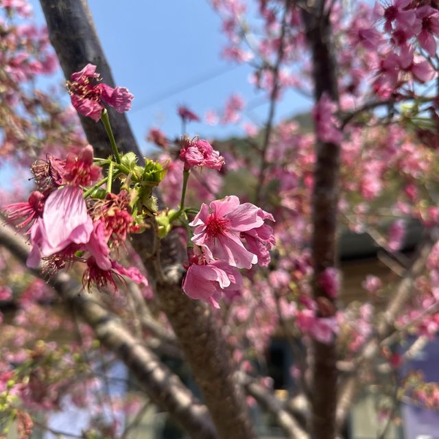 新竹踏青景點！新竹青蛙石天空步道！天然形成青蛙石🪨值得一看！