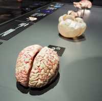 Body Worlds - Amsterdam, Netherlands