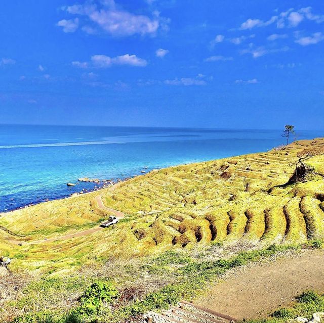 白米千枚田