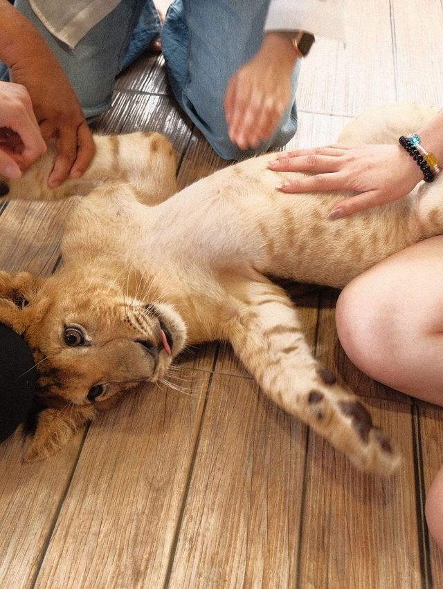 曼谷車程三小時🇹🇭｜近距離接近猛獸 Safari Park🦒