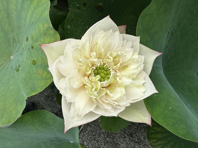 香港遊 | 大嶼山 | 寶蓮禪寺 | 香港荷花節 (上)