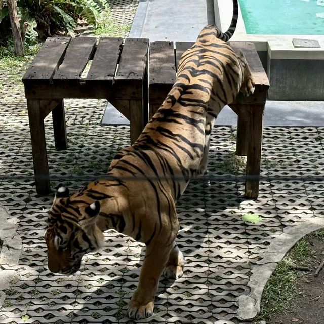 🐯體驗不一樣的老虎 | 芭堤雅老虎園🐯
