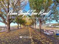 Asan Gingko Tree Road 🍂