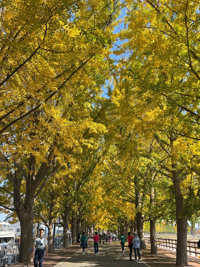 곡교천 은행나무🍁