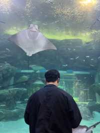겨울 실내데이트 코스로 강추하는 아쿠아플라넷 광교🐬