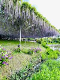 【栃木県/あしかがフラワーパーク】2023年行ってよかった！園内を彩る藤の花