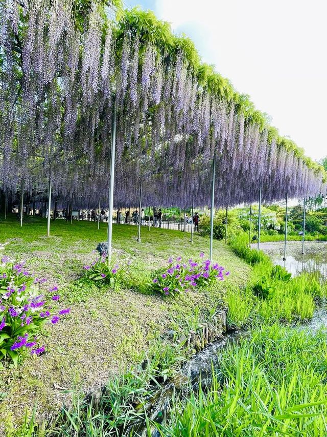 【栃木県/あしかがフラワーパーク】2023年行ってよかった！園内を彩る藤の花