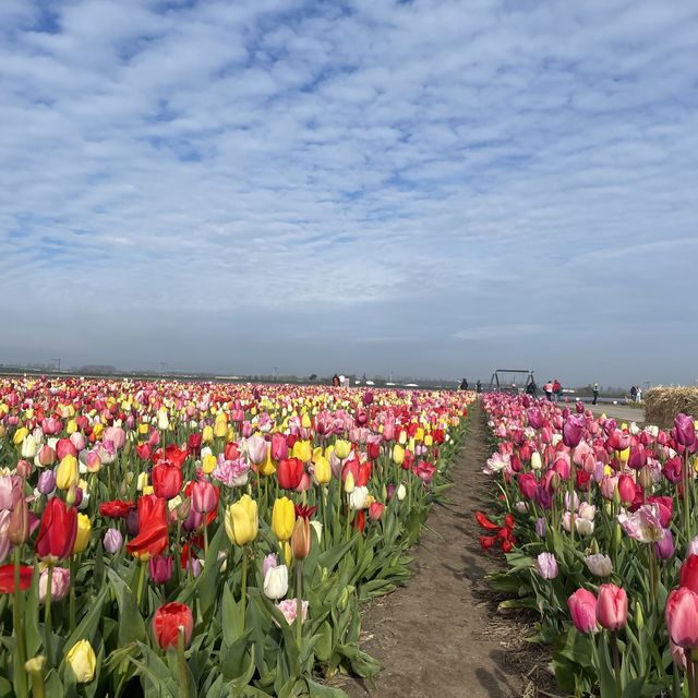 Spring with a sea of tulips
