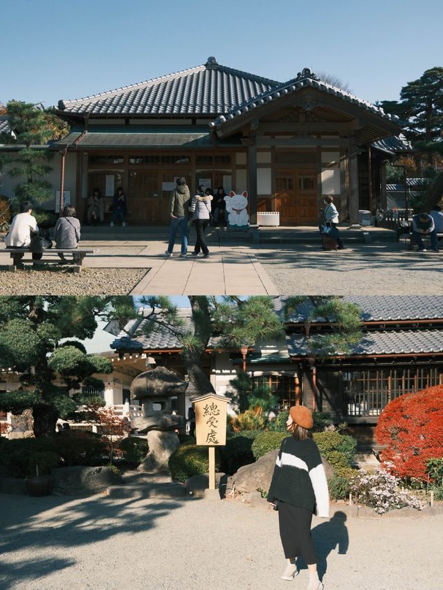 東京｜ 上千隻貓貓排排坐 貓奴們不可錯過的豪德寺