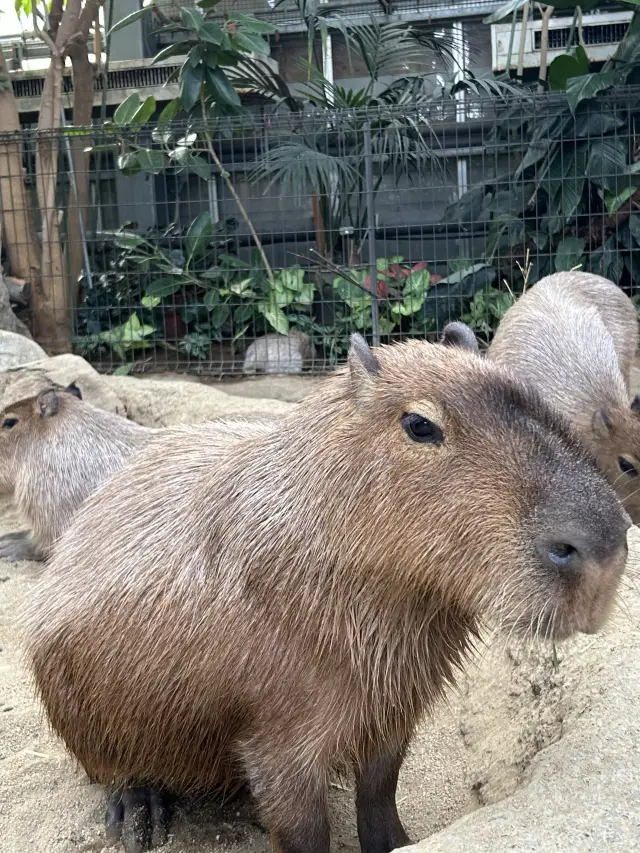 神戶動物王國 大阪鍾意小動物必去🤍