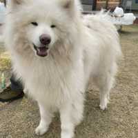 【忠犬ハチ公の街】秋田県 大館市観光交流施設 秋田犬の里