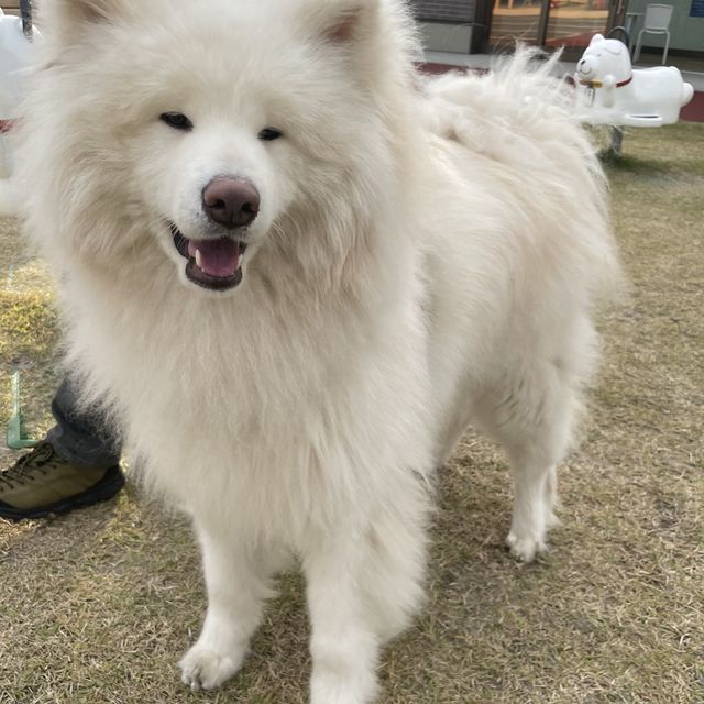 【忠犬ハチ公の街】秋田県 大館市観光交流施設 秋田犬の里