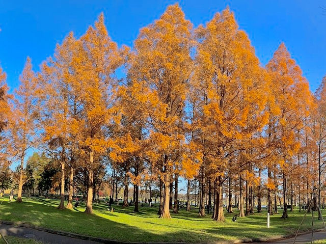 The largest park in Tokyo