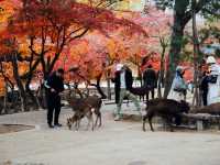 ไปให้อาหารน้องกวางที่เมืองนารา 🦌🇯🇵