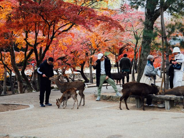 ไปให้อาหารน้องกวางที่เมืองนารา 🦌🇯🇵