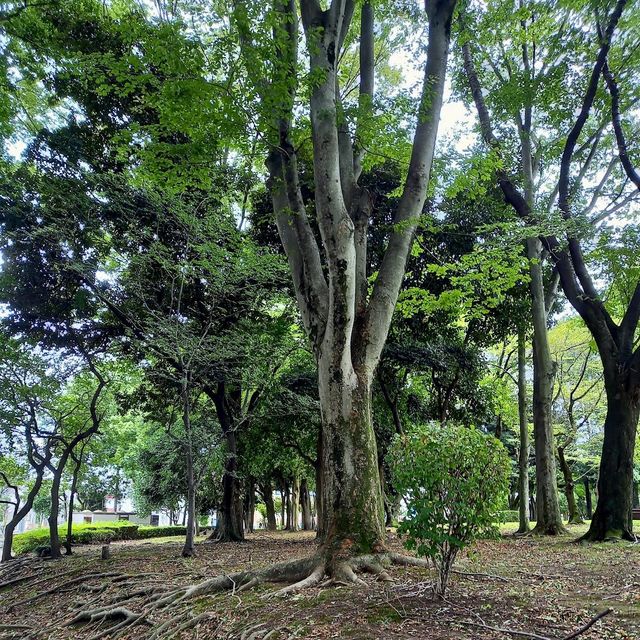 Akebono Park