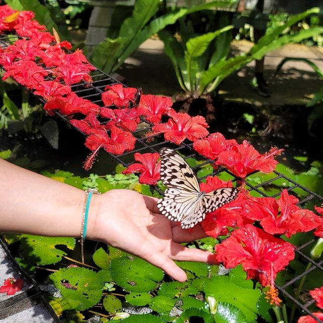 말레이시아 페낭 '나비정원' Entopia by Penang Butterfly Farm