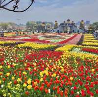 Tulip season in Korea