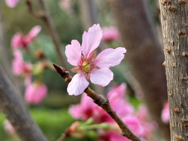 香港好去處．坐港鐵屯馬線去賞櫻(二)．馬鞍山恆明街  坐 #港鐵屯馬線 除了可以去天水圍公園賞櫻，還可以去 #馬鞍山 #恆明街休憩處 #賞櫻。  在 #恆安站 下車，經A出口步行約5分鐘便