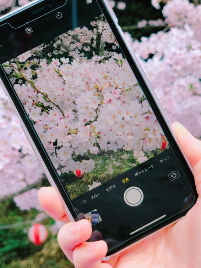 【福岡花見スポット】赤い橋が架かる花見スポット🌸