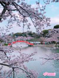 【福岡花見スポット】赤い橋が架かる花見スポット🌸