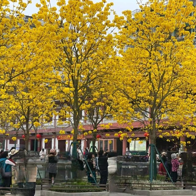 ✨廣州光孝寺~賞黃花風鈴木✨