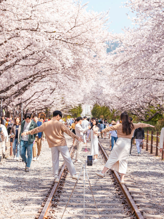 Jinhae Gunhangje Festival เทศกาลพ็อตกตที่สวยที่สุด