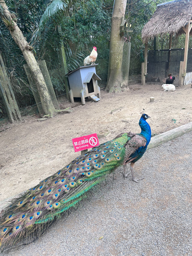 ［新竹/北埔］綠世界生態農場🦩｜超多動物可以近距離觀察 連植物都很多樣