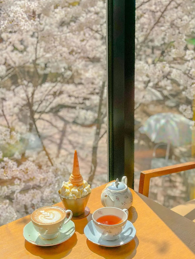 치즈빙수, 아니 실시간 청주 벚꽃 맛집🧀🌸