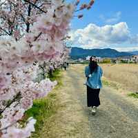【神奈川】一足先に春の桜道🌸春めき桜穴場スポット！