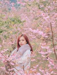 เชียงใหม่ก็มีดอกซากุระ 🌸