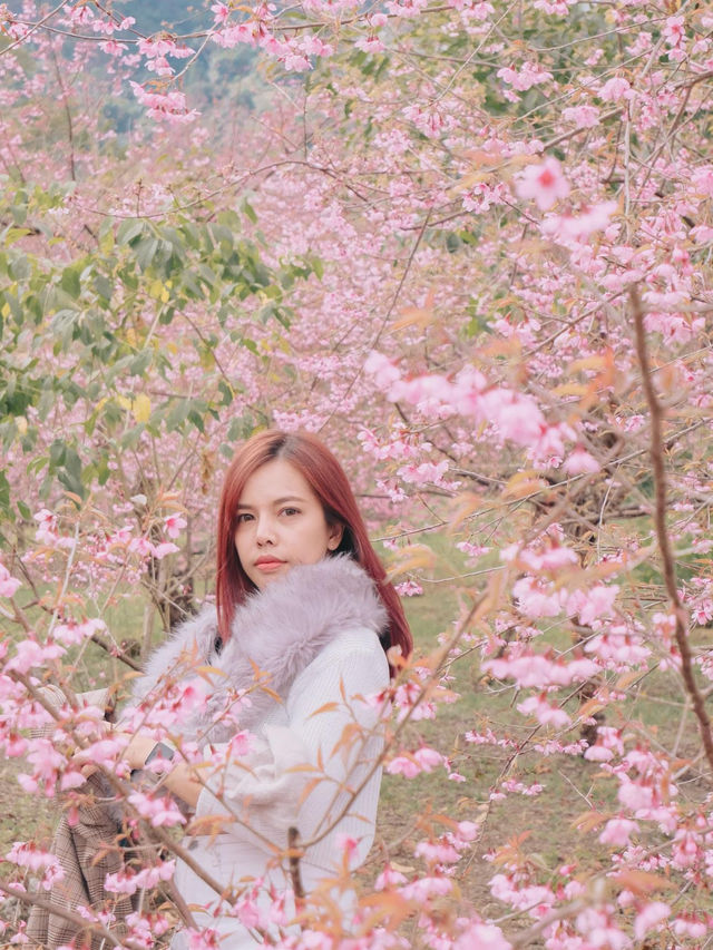 เชียงใหม่ก็มีดอกซากุระ 🌸