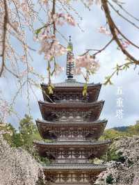 訪れる価値あり🌸豊臣秀吉も愛した醍醐寺の桜